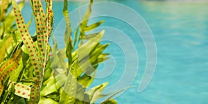 Green leaf texture. Leaf greenery over clear blue water background. Copy space banner