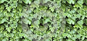 Green leaf texture. Leaf texture background.
