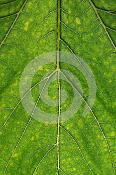 Green Leaf texture with leaves fiber