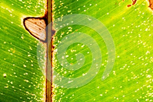 Green leaf texture mottled with yellow of Platanillo (Heliconia rostrata)