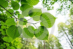 Green leaf texture with nature background