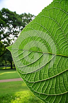 Green leaf texture with nature background