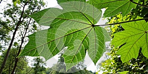 Green leaf texture with nature background