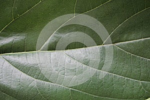 green leaf texture,nature background
