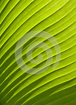 Green leaf texture palm plant