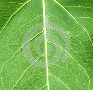 Green leaf texture pattern photo