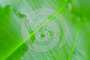 The green leaf in texture and pattern of line