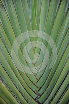 Green leaf texture of a plant close up