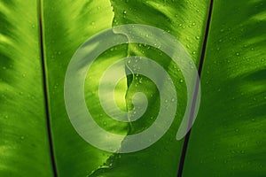 Green leaf texture with rain drop, empty space background