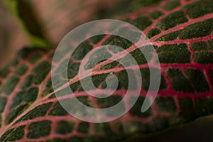 Green leaf texture with red veins