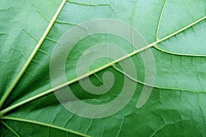 Green leaf texture surface and floral natural pattern