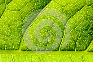 Green Leaf Texture With Visible Stomata Covering The Epidermis Layer photo