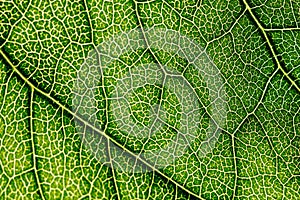 Green Leaf Texture With Visible Stomata Covering The Epidermis Layer photo