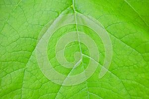 green leaf texture for wallpaper. background texture green leaf structure macro photography