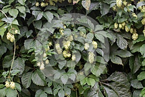 Green leaf texture of wild grapes and hop cones. Autumn foliage. Texture of autumn leaves. Natural concept. Background for design