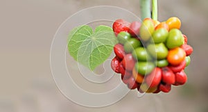 Green leaf of  Tinospora crispa, Menispermaceae, similar heart with the blurred colorful fruits, Thailand herb in the forest