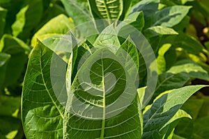 Green leaf tobacco in a blurred tobacco field background, close up. Tobacco big leaf crops growing in tobacco plantation field