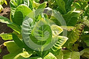 Green leaf tobacco in a blurred tobacco field background, close up. Tobacco big leaf crops growing in tobacco plantation field