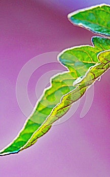 Green leaf of a tomato plant in a pot