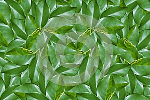 Green leaf top view background