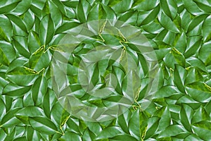 Green leaf top view background