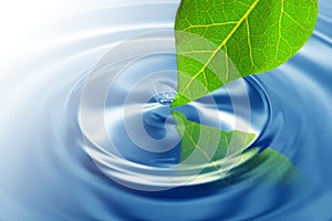 Zelený list dojemný voda 