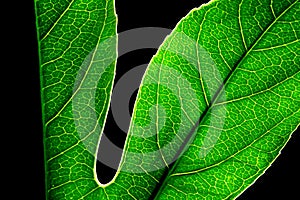 Green Leaf Transparency