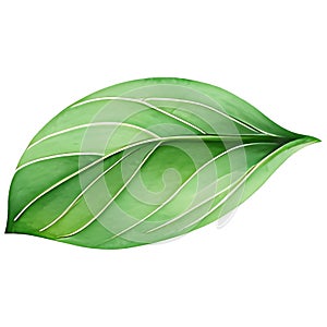 A green leaf on a transparent background, Exclusive Green Tea Leaf PNG Collection, Japan matcha single leave