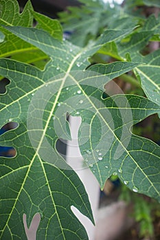 Green leaf with transparent water drop