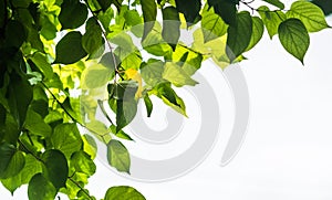 Green leaf tree background photo