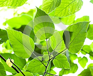 Green leaf on a tree photo