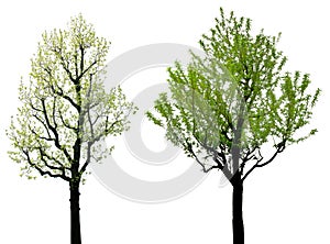 Green leaf tree with black branches isolated on white background