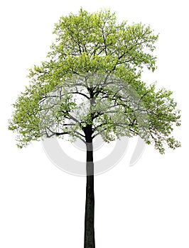 Green leaf tree with black branches isolated on white background
