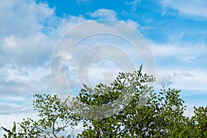 Green leaf tree on blue sky and cloudy background