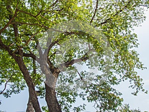 Green leaf on tree branch for background