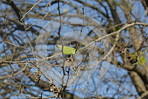 Green leaf on a tree branch overlooking a beautiful blue sky