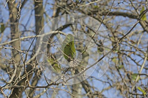 Green leaf on a tree branch overlooking a beautiful blue sky
