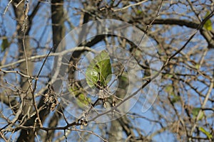Green leaf on a tree branch overlooking a beautiful blue sky