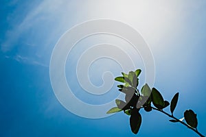 Green leaf tree branch on sunny day background