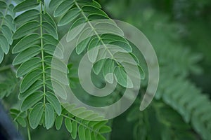 green leaf of a tree close up