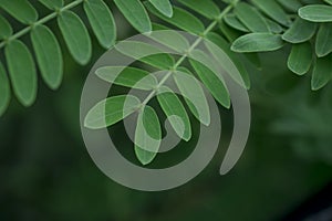 green leaf of a tree close up