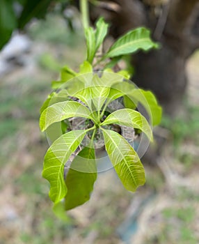 Green Leaf on the tree daylight