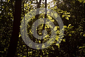 Green leaf of tree in forest with blue sky in background in middle of forest