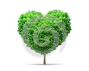 Green leaf tree in heart shape with nature isolated on pure white background. Environment tree for decoration creative concept