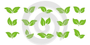 Green leaf tree icon, eco organic set, mint tea, vegan plant, herbal sprout. Landscraping branch leaves different shape, fresh