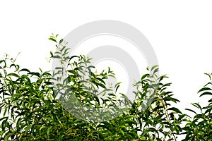 Nature Green leaf tree isolate on a white background