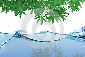 Green leaf tree over Water ripple on white