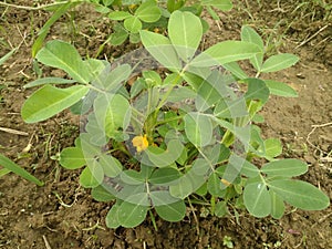 green leaf and tree peanut  background