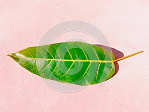 Green leaf of a tree plant simple flattened single leaf with veins apex, midvein, primary-vein, secondary-vein, lamina,  photo