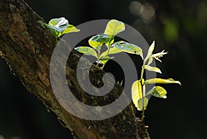 Green leaf and tree trunk